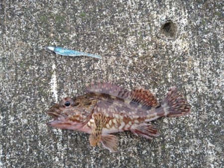 アジングでガシラ